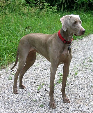 <span class="mw-page-title-main">Weimaraner</span> Dog breed