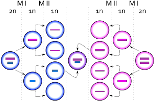 <span class="mw-page-title-main">XXYY syndrome</span> Extra X and Y chromosome in males