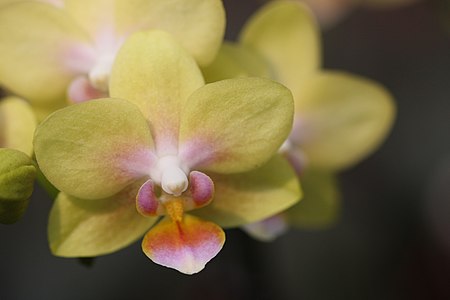 Orchidee