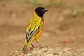 Yellow backed weaver1.jpg