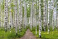 * Kandidimi: Birch grove (by Новинская Г.) --FBilula 12:14, 18 September 2024 (UTC) * * Kërkohet vlerësim