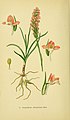 Gymnadenia odoratissima Tafel 33 in: Walter Müller: Abbildungen der in Deutschland und den angrenzenden Gebieten vorkommenden Grundformen der Orchideenarten Berlin (1904)