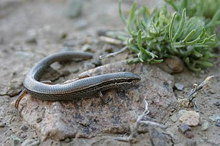 Asian snake-eyed skink Species of lizard