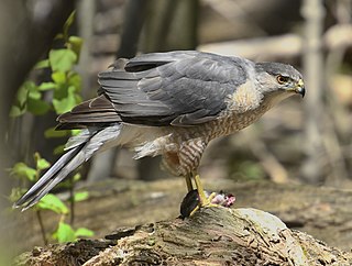 <span class="mw-page-title-main">Cooper's hawk</span> Species of bird