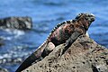 Iguana marina de los Galápagos (Amblyrhynchus cristatus)