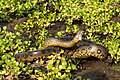 Anaconda in Los Llanos Region