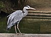 29 Commons:Picture of the Year/2011/R1/Ardea cinerea qtl3.jpg