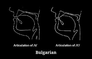 Articulation of t and tʲ in Contemporary Standard Bulgarian