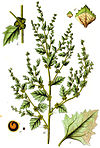 Atriplex rosea Sturm30.jpg