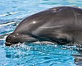 Baby Wholphin, an inaptly named hybrid dolphin