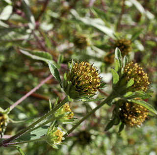 <i>Bidens frondosa</i> North American species of flowering plant