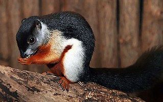 <span class="mw-page-title-main">Prevost's squirrel</span> Species of "beautiful" squirrel from Southeast Asia