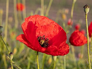 Dülmen, Fröbelstraße, Mohn am Feldrand (2021)