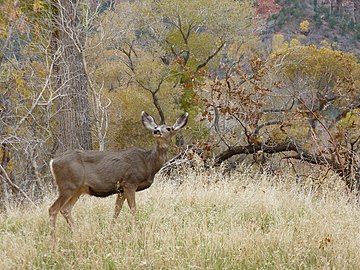 Mule deer