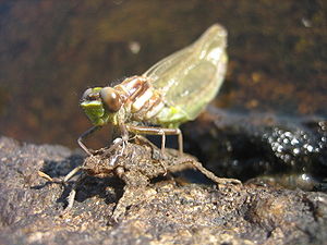 Dragonfly emerging