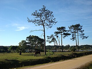 <span class="mw-page-title-main">El Pinar, Uruguay</span> Resort of Ciudad de la Costa in Canelones Department, Uruguay