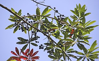 <i>Elaeocarpus grandis</i> Species of flowering plant in the family Elaeocarpaceae