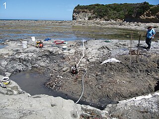 <span class="mw-page-title-main">Wonthaggi Formation</span>