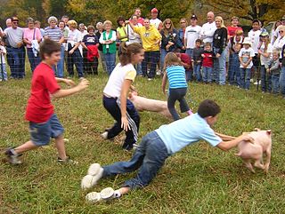 <span class="mw-page-title-main">Pig wrestling</span> Contest where competitors try to grab a pig