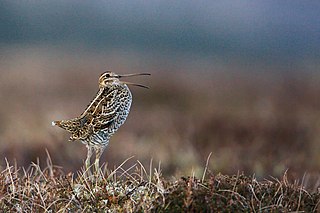 <span class="mw-page-title-main">Great snipe</span> Species of bird