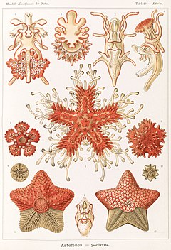 "Asteroidea" de la libro de Ernst Haeckel, Kunstformen der Natur, 1904