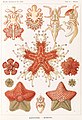 Echinodermata