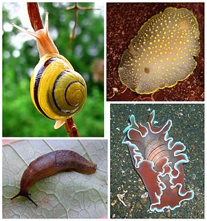 <span class="mw-page-title-main">Heterobranchia</span> Clade of gastropods