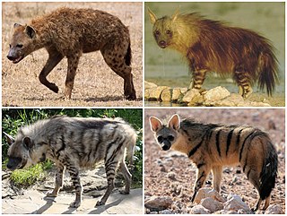 <span class="mw-page-title-main">Hyena</span> Family of carnivoran mammal