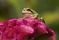 4 Hyla japonica sep01 uploaded by 池田正樹, nominated by Lupe,  10,  3,  0