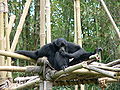 Siamang (Hylobates syndactylus)