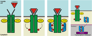 <span class="mw-page-title-main">Protein inhibitor of activated STAT</span>