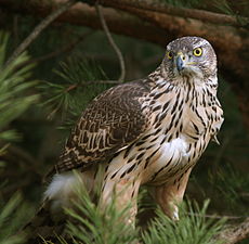 goshawk