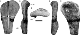 <i>Lusotitan</i> Sauropod dinosaur genus from the late Jurassic Period