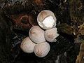 Kriaušinis pumpotaukšlis (Lycoperdon pyriforme)