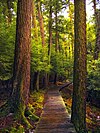 A curving boardwalk through a forest of massive hemlock trees