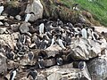 Thumbnail for File:Murres Witless Bay.jpg