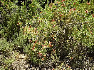 <i>Nitraria</i> Genus of flowering plants