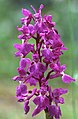 Orchis mascula