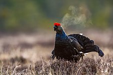 En orrtupp under orrspel, Rankemossens naturreservat i Laxå. Foto: Spjutkastare (CC BY-SA 4.0)