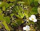 Pelophylax esculentus (Teichfrosch auf Froschbiss) [D]