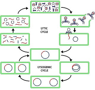 <span class="mw-page-title-main">Lysogenic cycle</span> Process of virus reproduction