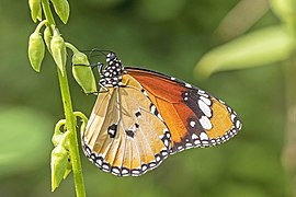 Plain tiger (Danaus chrysippus chrysippus) male underside