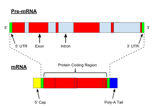 <span class="mw-page-title-main">Primary transcript</span> RNA produced by transcription