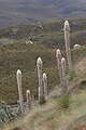 Puya clava-herculis, Blütenstände