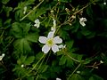 Ranunculus aconitifolius close-up flower