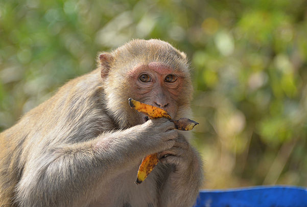 Macaque rhésus