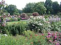 Dortmund: Rosarium Westfalenpark