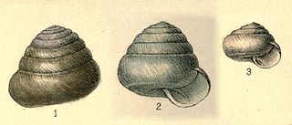 <span class="mw-page-title-main">Sagdidae</span> Family of gastropods