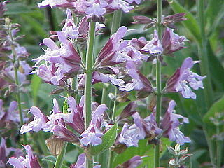 <i>Salvia officinalis</i> Species of plant