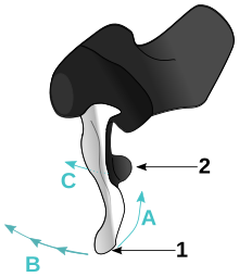 Shimano STI Dual Control shifter and brake lever:
1. Main lever
2. Release lever
A. Pulling the main lever towards the rider applies the brake
B. Pushing the main lever towards the center of the bike downshifts one, two or three gears depending on how far the lever is pushed (right hand shifter) or changes from a small chainring to a larger chainring (left hand shifter)
C. Pushing the release lever towards the center of the bike upshifts one gear (right hand shifter) or changes from a large chainring to a smaller chainring (left hand shifter) Shimano STI Diagram.svg